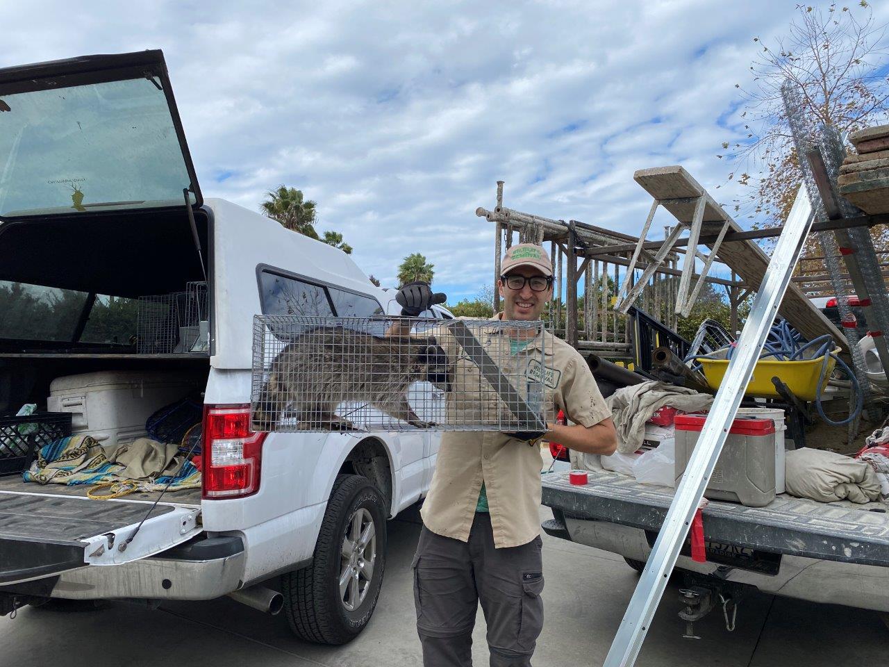 Toronto raccoon trapping