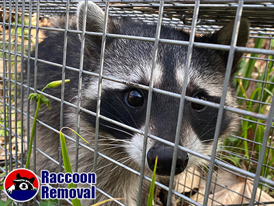 Toronto raccoon trapping